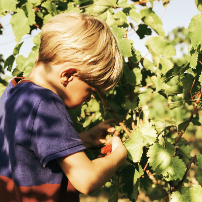 Foto 4 von Weingut Jean Buscher