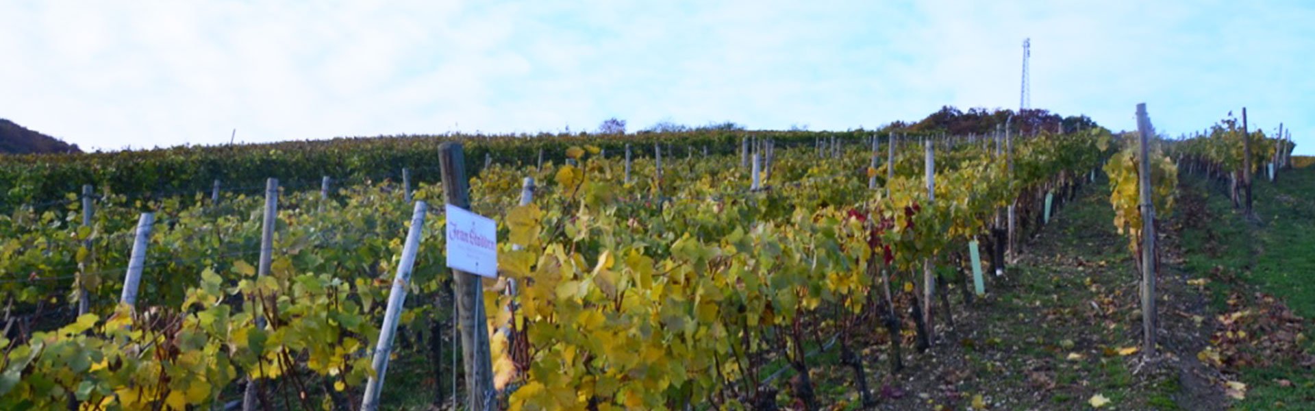 Foto 2 von Weingut Jean Stodden