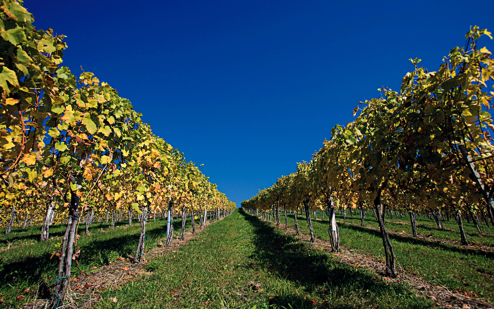Foto 1 von Weingut Jörg Bender