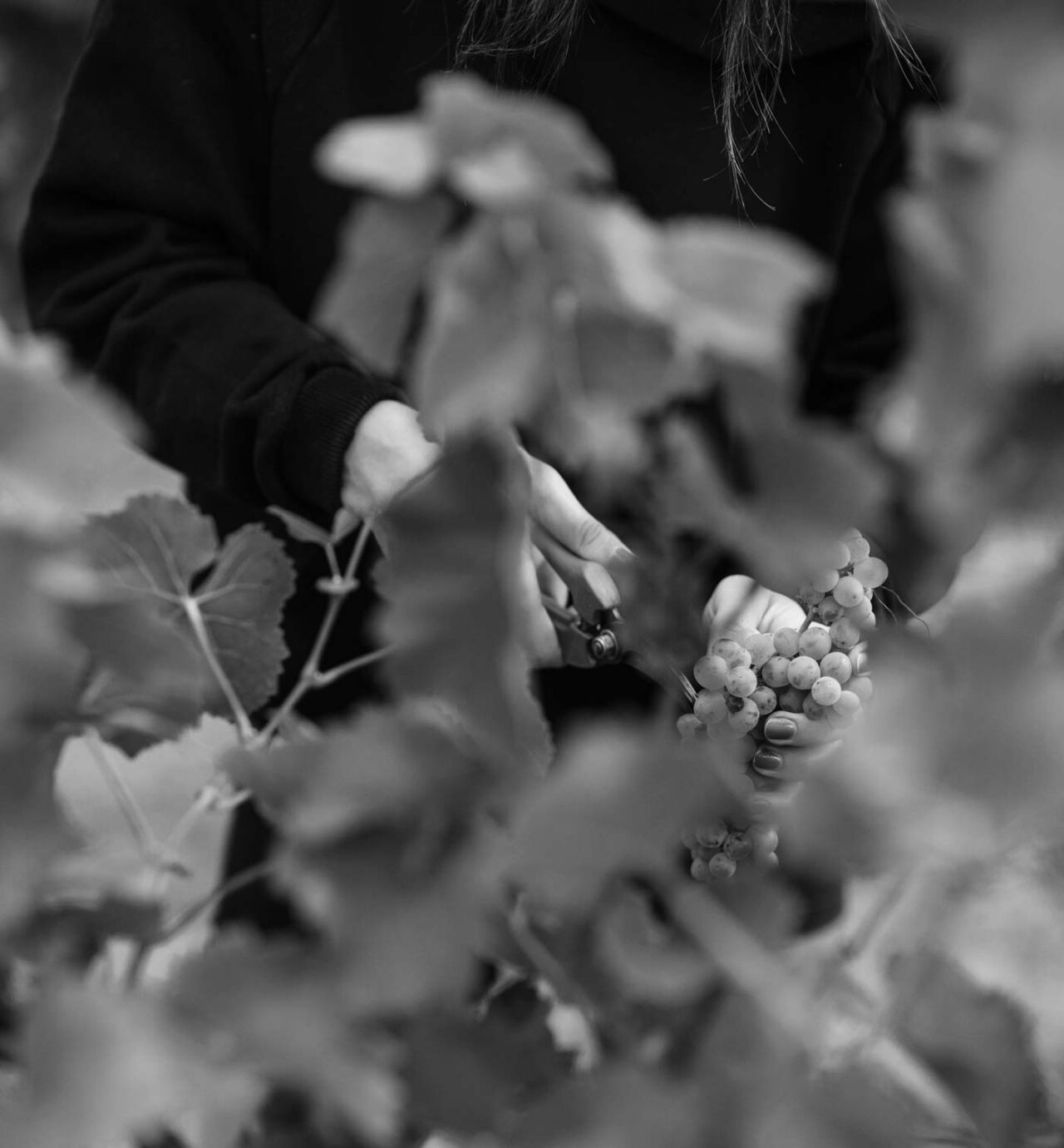 Foto 6 von Weingut Johanninger