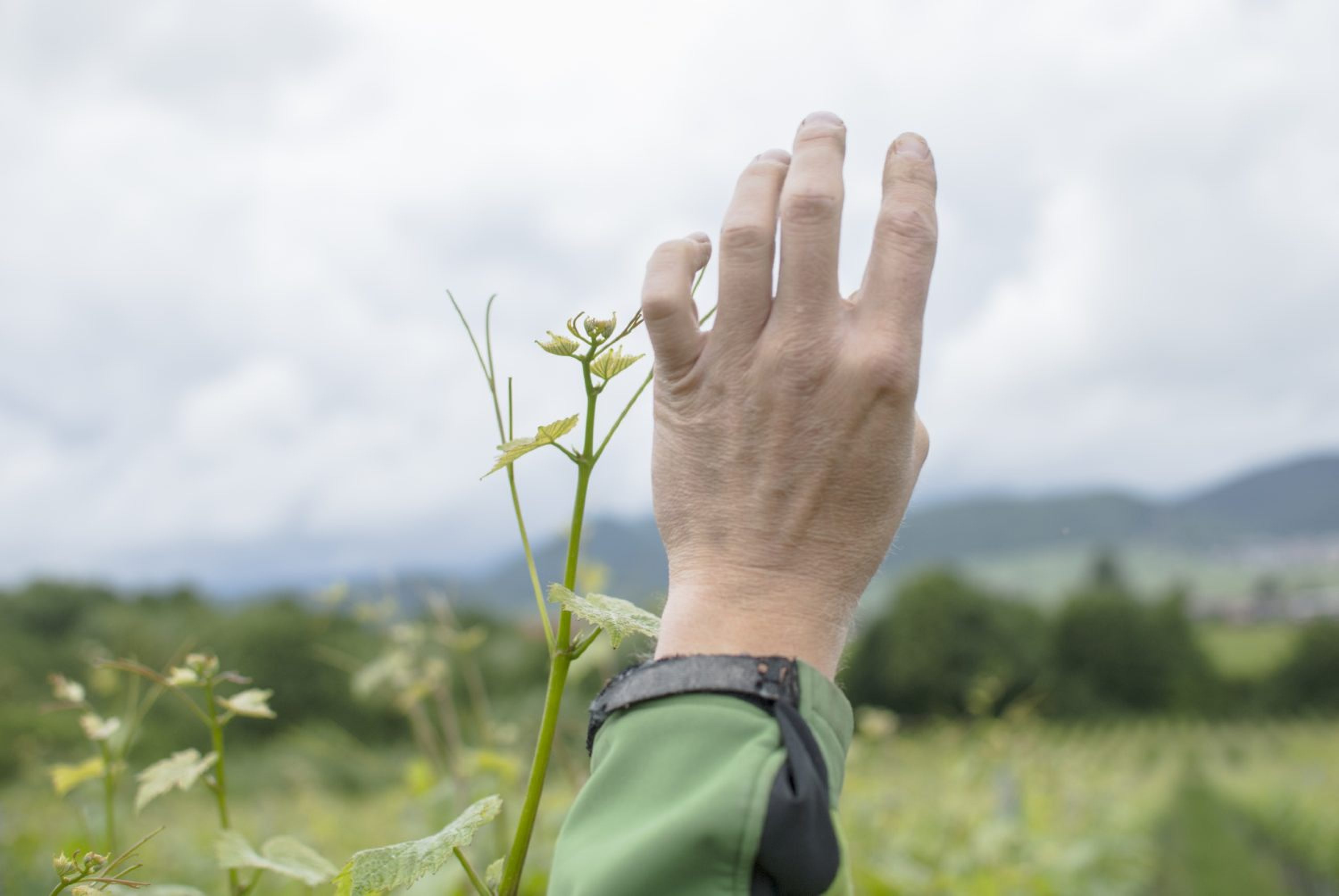 Foto 4 von Weingut Jürgen Leiner