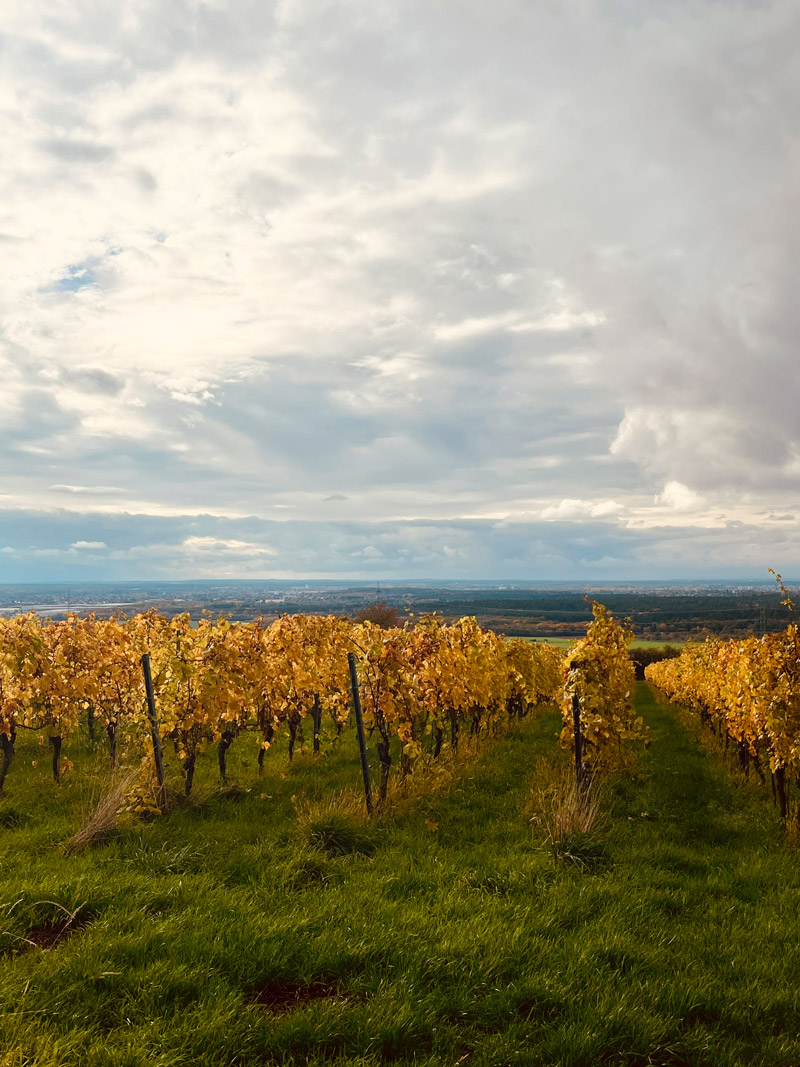 Foto 4 von Weingut Jürgen Simon