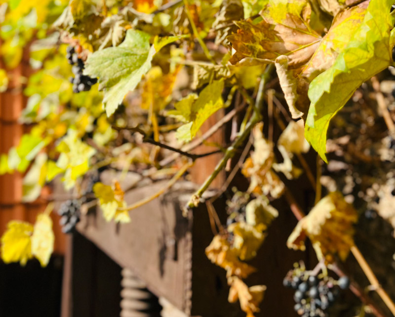 Foto 6 von Weingut Jürgen Simon