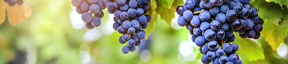 Weingut Jung