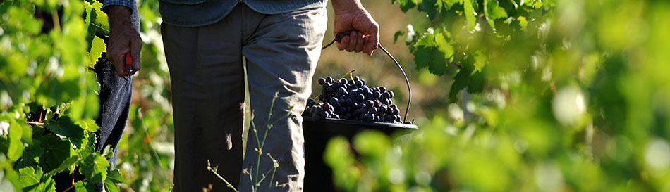 Foto 2 von Weingut Jung