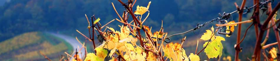 Foto 3 von Weingut Jung