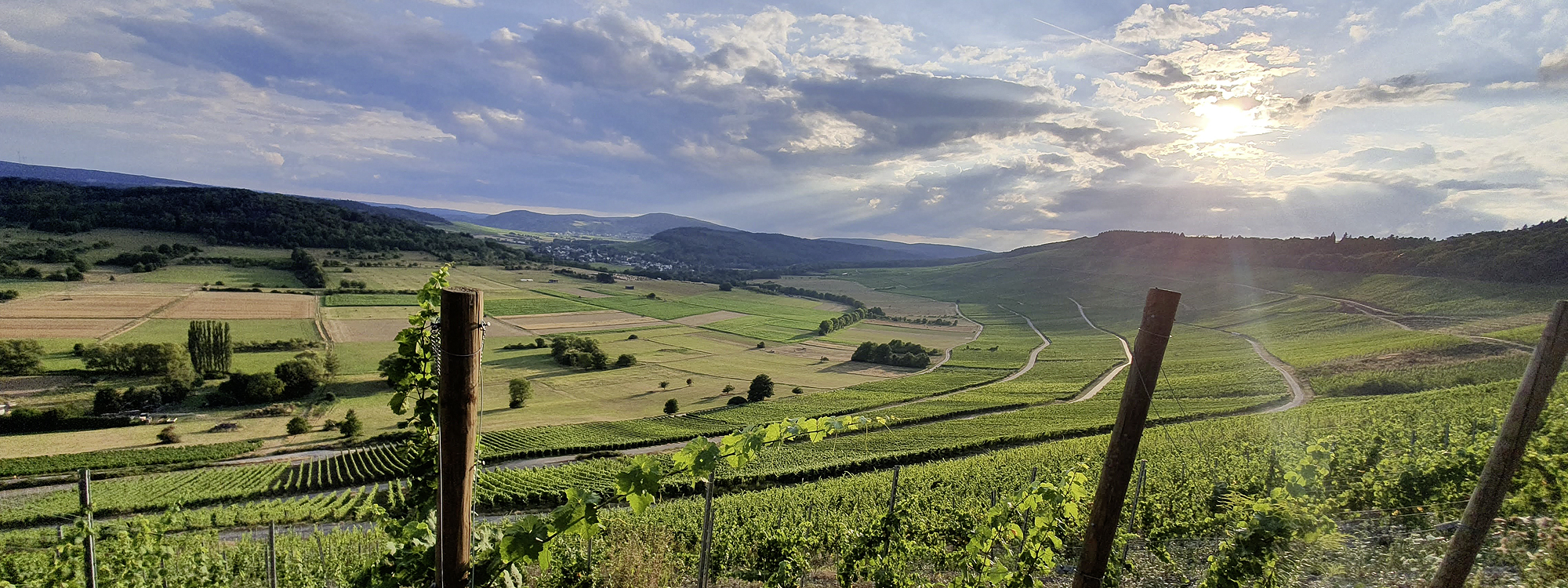 Foto 2 von Weingut Junges