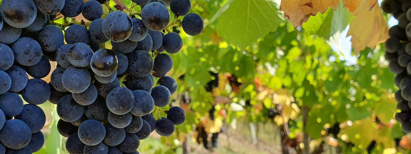 Foto 1 von Weingut Junges