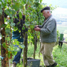 Foto 6 von Weingut Junges