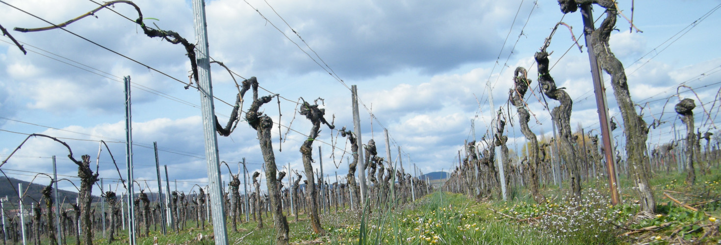 Фото 2 из Weingut Junghof Eugen Jung & Sohn