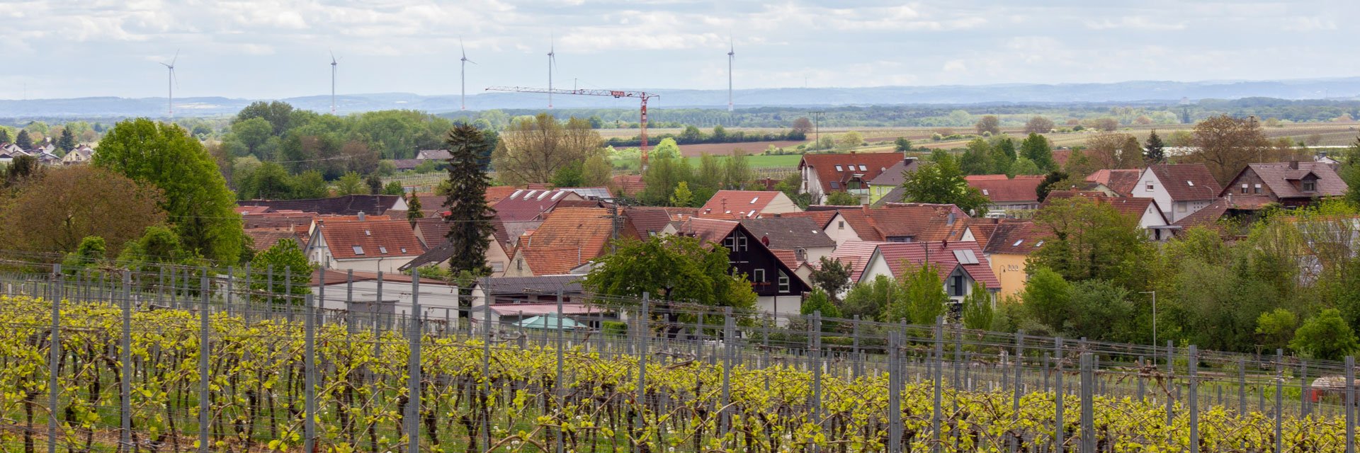 Foto 2 von Weingut Junker