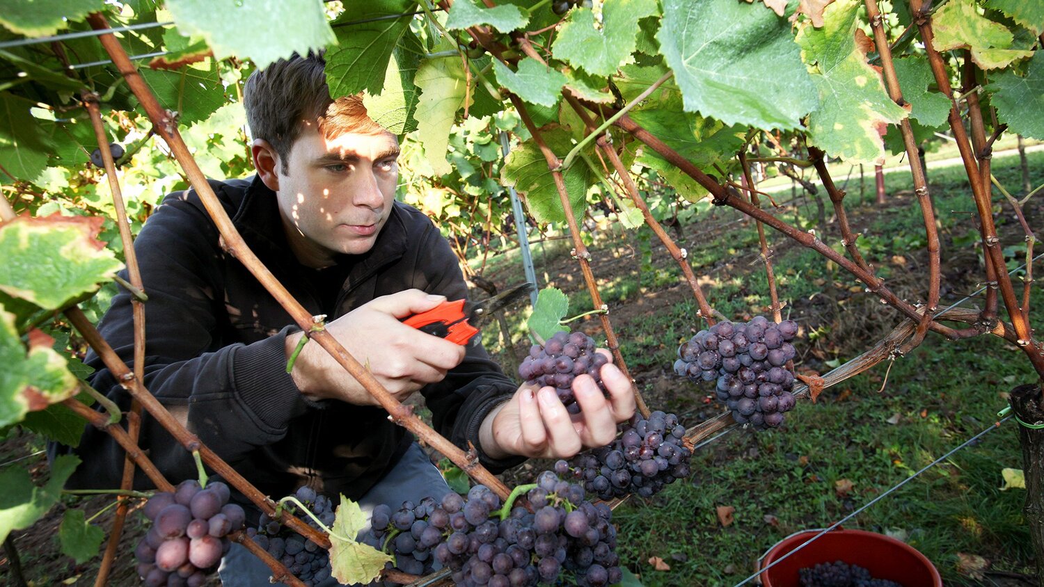 Foto 6 von Weingut Karl-Heinz und Andreas Meyer GbR