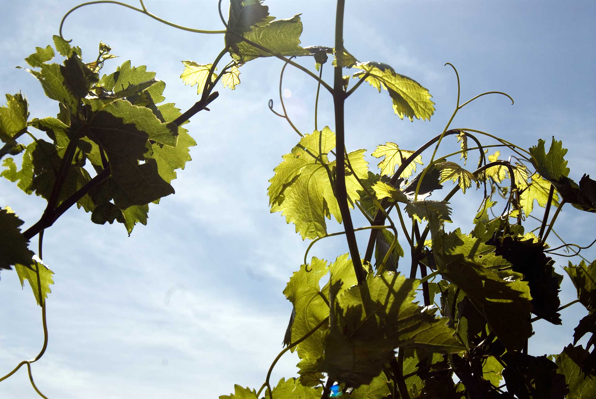 Weingut Karl-Ludwig Scherr KG