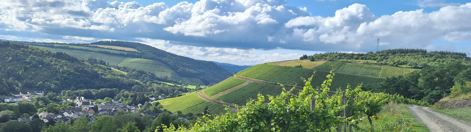 Foto 1 von Weingut Karlsmühle