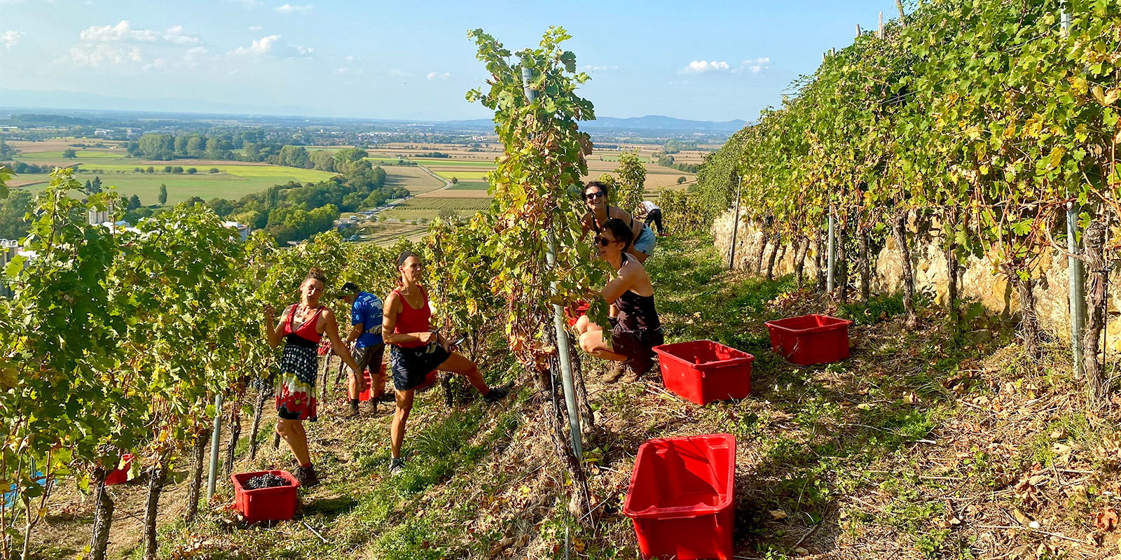 Weingut Kerber