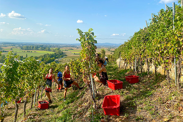 Foto 6 von Weingut Kerber