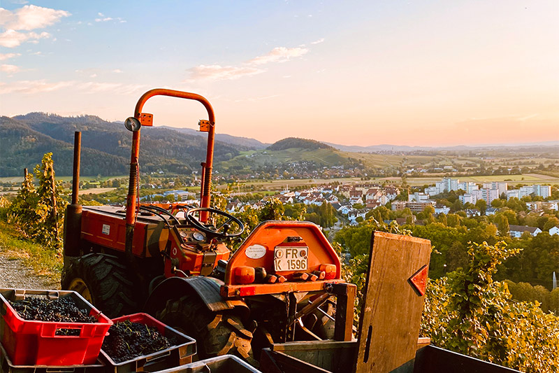 Foto 1 von Weingut Kerber