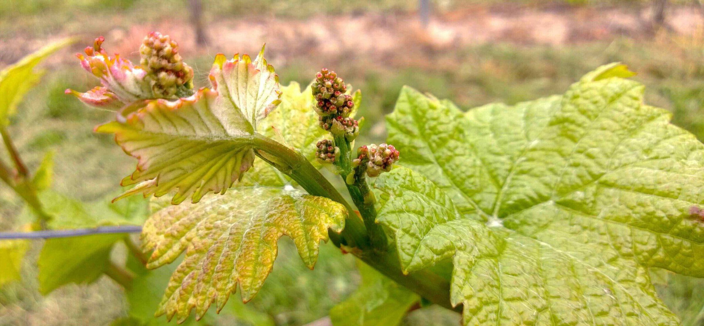 Weingut Kilianshof