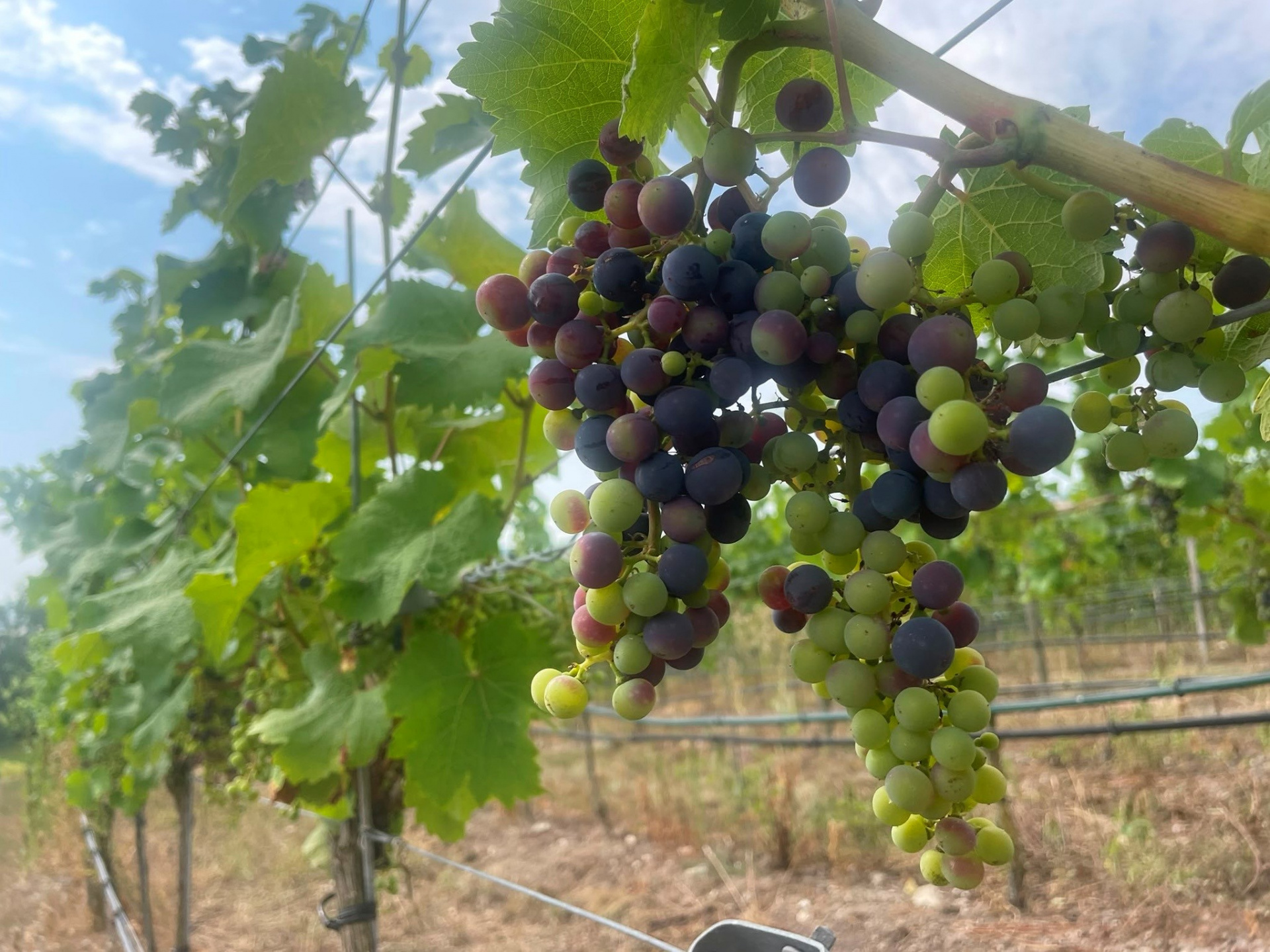 Foto 2 von Weingut Klaus Böhme