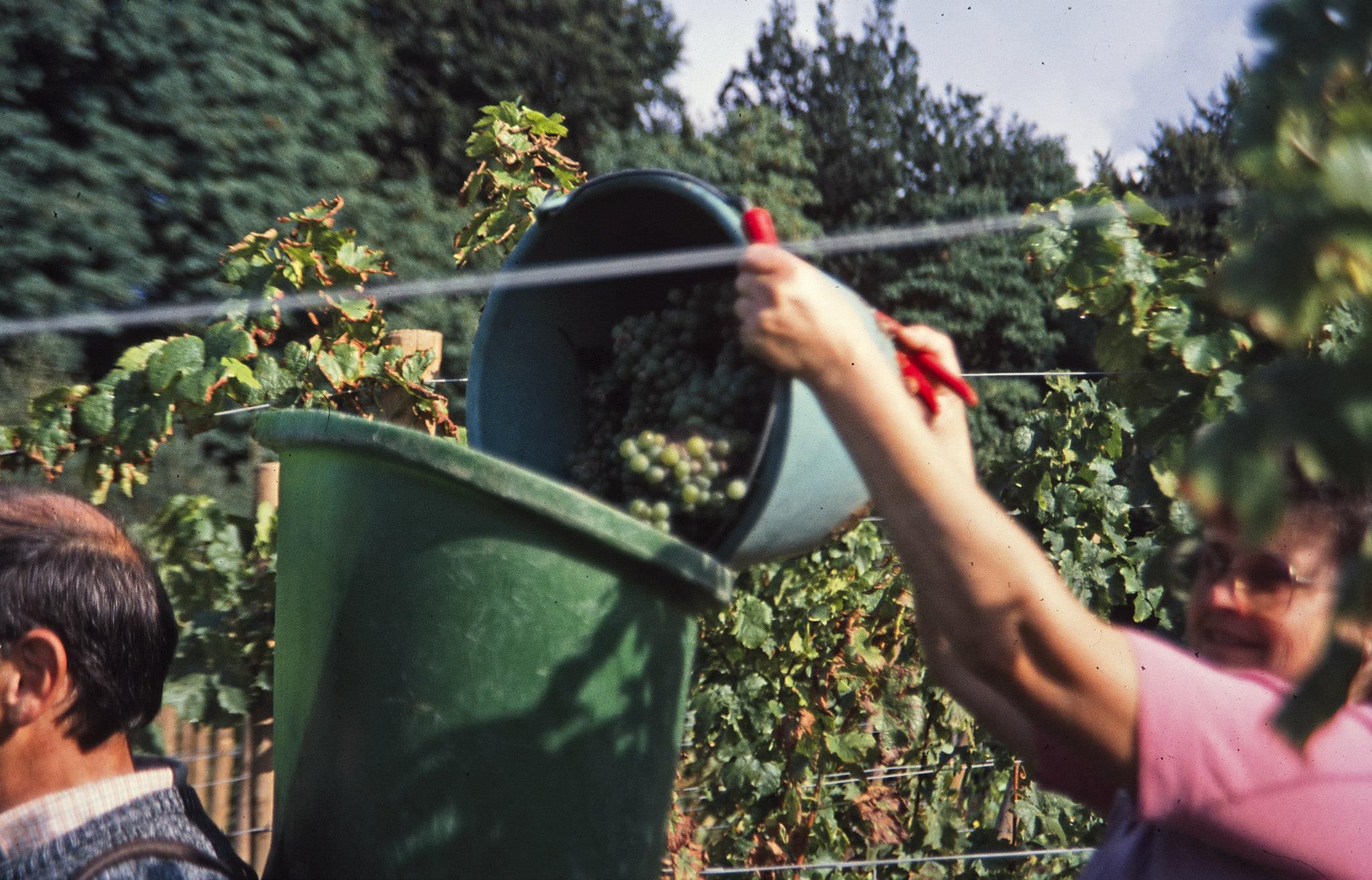 Foto 5 von Weingut Klaus Gündling