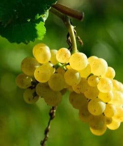 Foto 5 von Weingut Klaus Hilz