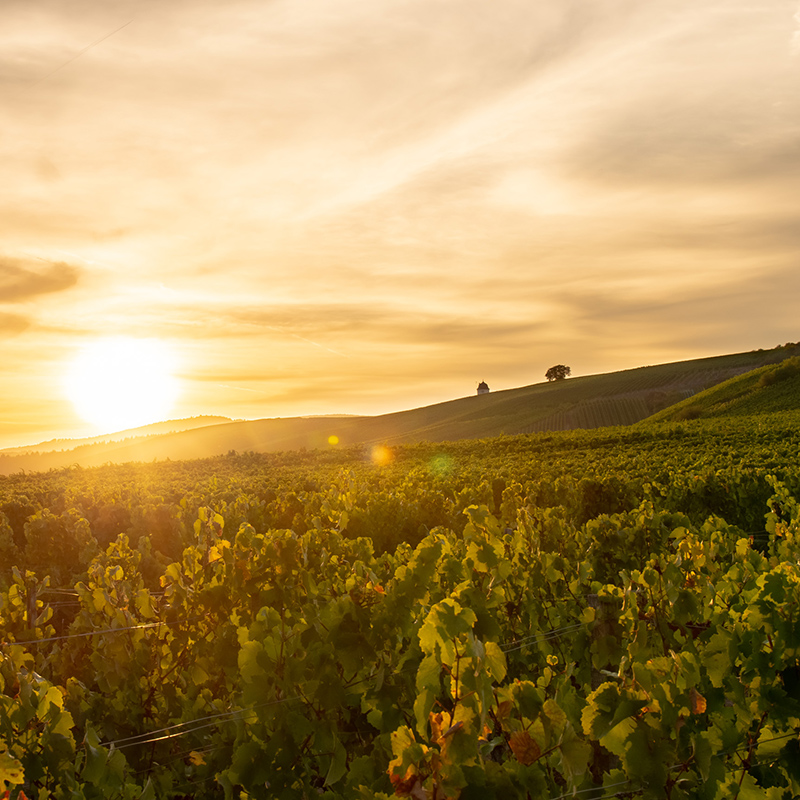 Foto 6 von Weingut Klaus-Peter Keßler