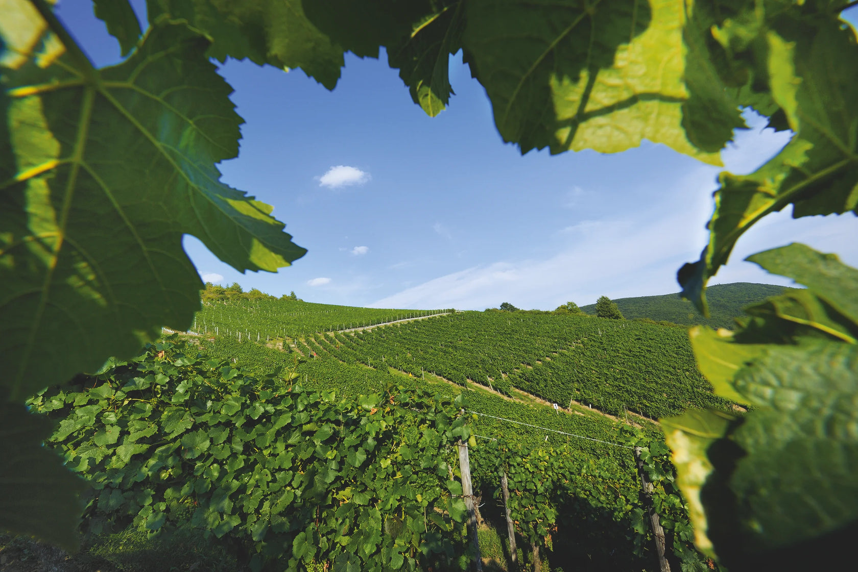 Foto 6 von Weingut Klostermühle Odernheim