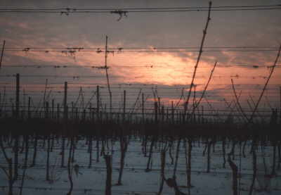 Weingut Koeth-Weber