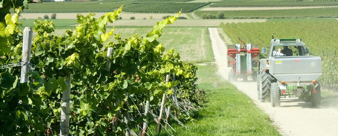 Foto 3 von Weingut Kost