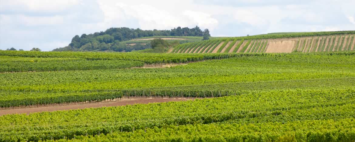 Foto 1 von Weingut Kost
