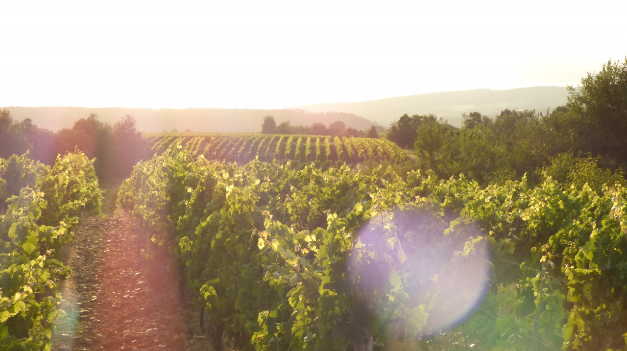 Foto 4 von Weingut Kronenbergerhof