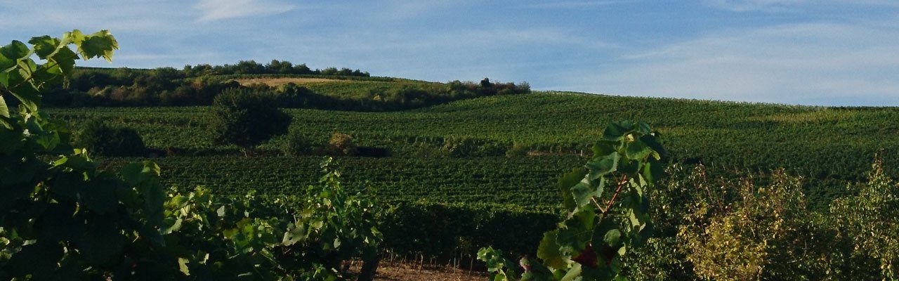 Foto 4 von Weingut Kronenhof