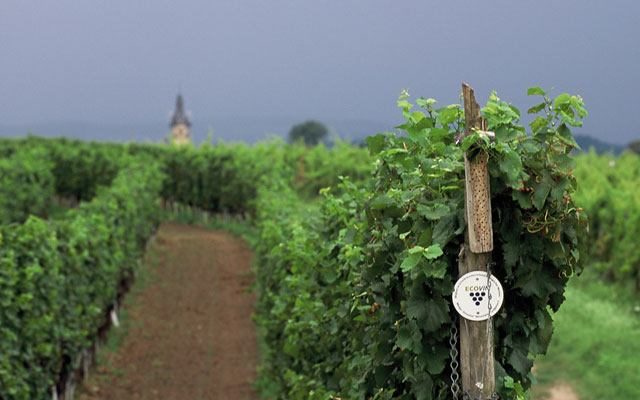 Foto 6 von Weingut Kronenhof
