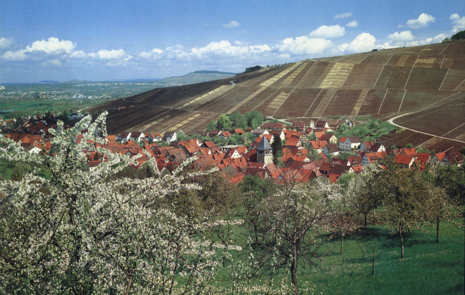 Foto 1 von Weingut Kuhnle
