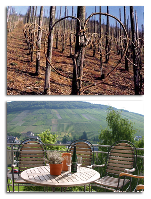 Foto 2 von Weingut Kuntz