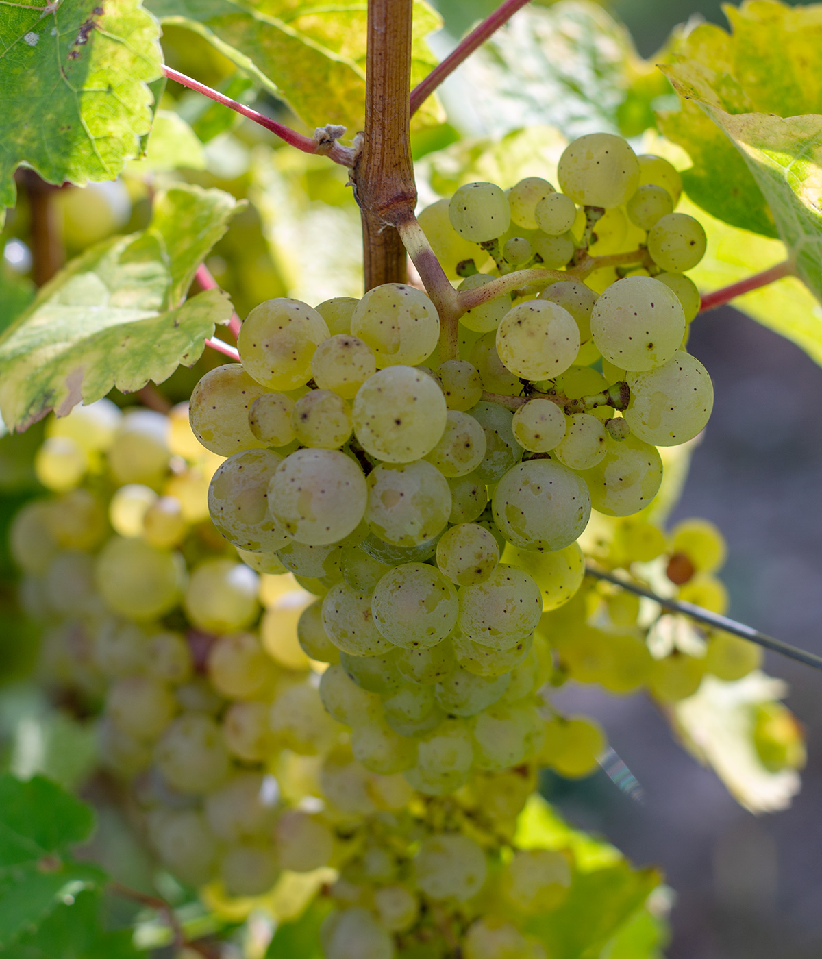 Foto 6 von Weingut Kurt Hain