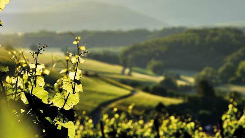 Foto 3 von Weingut Lämmlin-Schindler