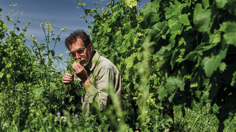Foto 4 von Weingut Lämmlin-Schindler