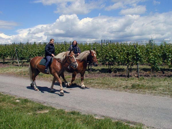 Foto 5 von Weingut Laicher