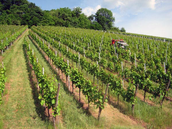 Foto 4 von Weingut Laicher