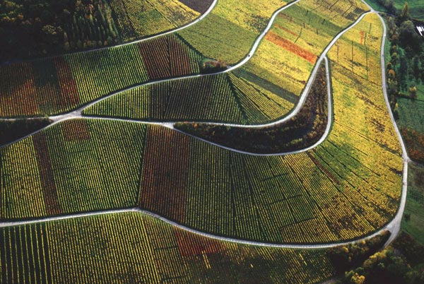 Foto 3 von Weingut Laicher