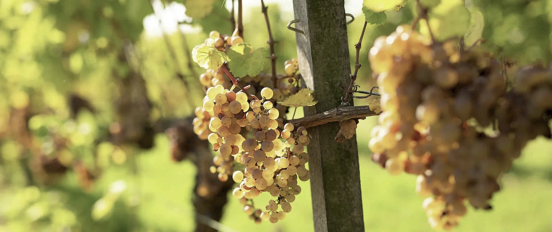 Foto 5 von Weingut Lamm-Jung