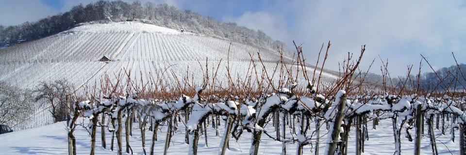 Foto 4 von Weingut Landesvatter