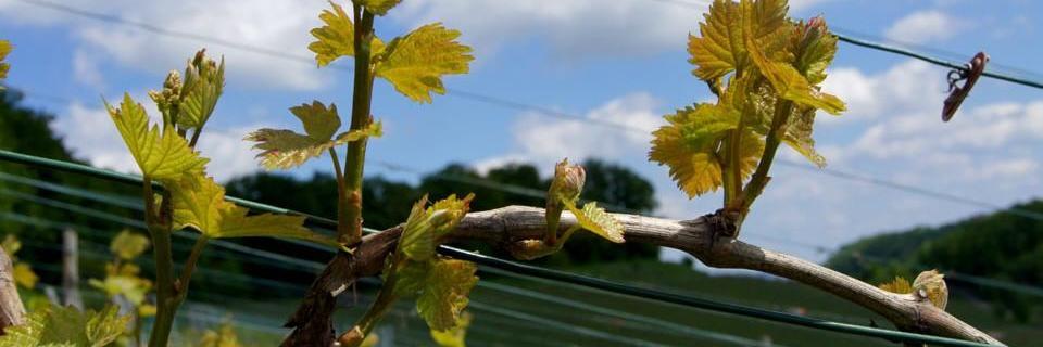 Foto 3 von Weingut Landesvatter