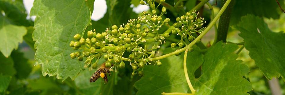 Foto 2 von Weingut Landesvatter