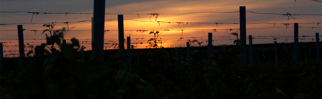 Фото 3 з Weingut Langenwalter