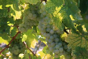 Foto 5 von Weingut Leo Pazen