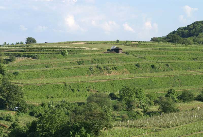 Foto 7 von Weingut Leopold Schätzle