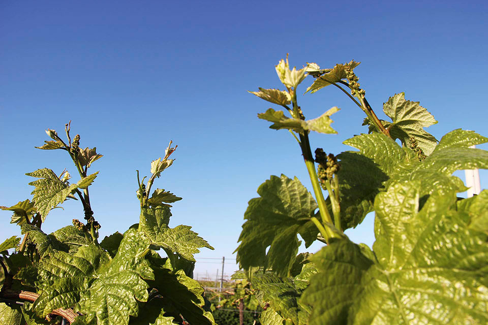Foto 3 von Weingut Lidy