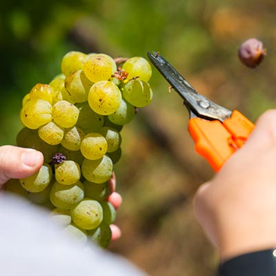Foto 5 von Weingut Löffler